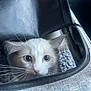 Teddy is registered to the contest to win money with this photo: cat, kitten, white_cat, blue_eyes, whiskers, carrier_bag, zipper, pet, animal, curious, indoor, closeup, feline, soft_texture, fabric, hand, nail, claw, cute, eyes