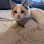 Teddy is registered to the contest to win money with this photo: kitten, cat, pet, indoor, fur, blue_eyes, harness, plush_rug, soft_texture, close_up, curious, young_animal, domestic_cat, feline, living_room, cozy, relaxed, whiskers, paw, animal