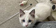 Teddy joined the competition — help win amazing prizes! kitten, cat, pet, toy, mouse_toy, carpet, rug, indoor, feline, curious, white_cat, blue_eyes, cute, small, young, whiskers, ears, floor, playful, domestic_animal