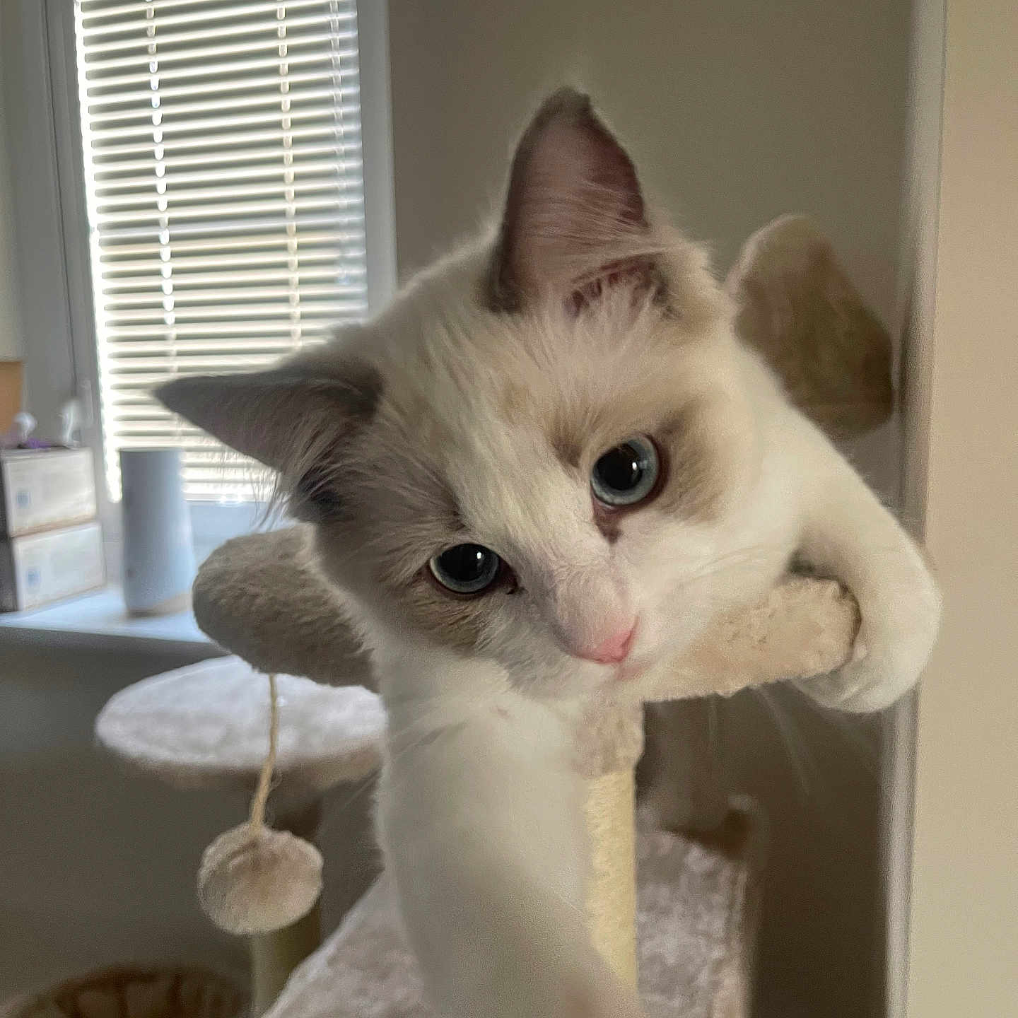 Teddy is registered to the contest to win money with this photo: animal, blinds, blue_eyes, cat, cat_tree, close_up, curious, cute, ears, feline, gray_fur, home, indoor, paw, pet, playful, soft_lighting, whiskers, white_fur, window