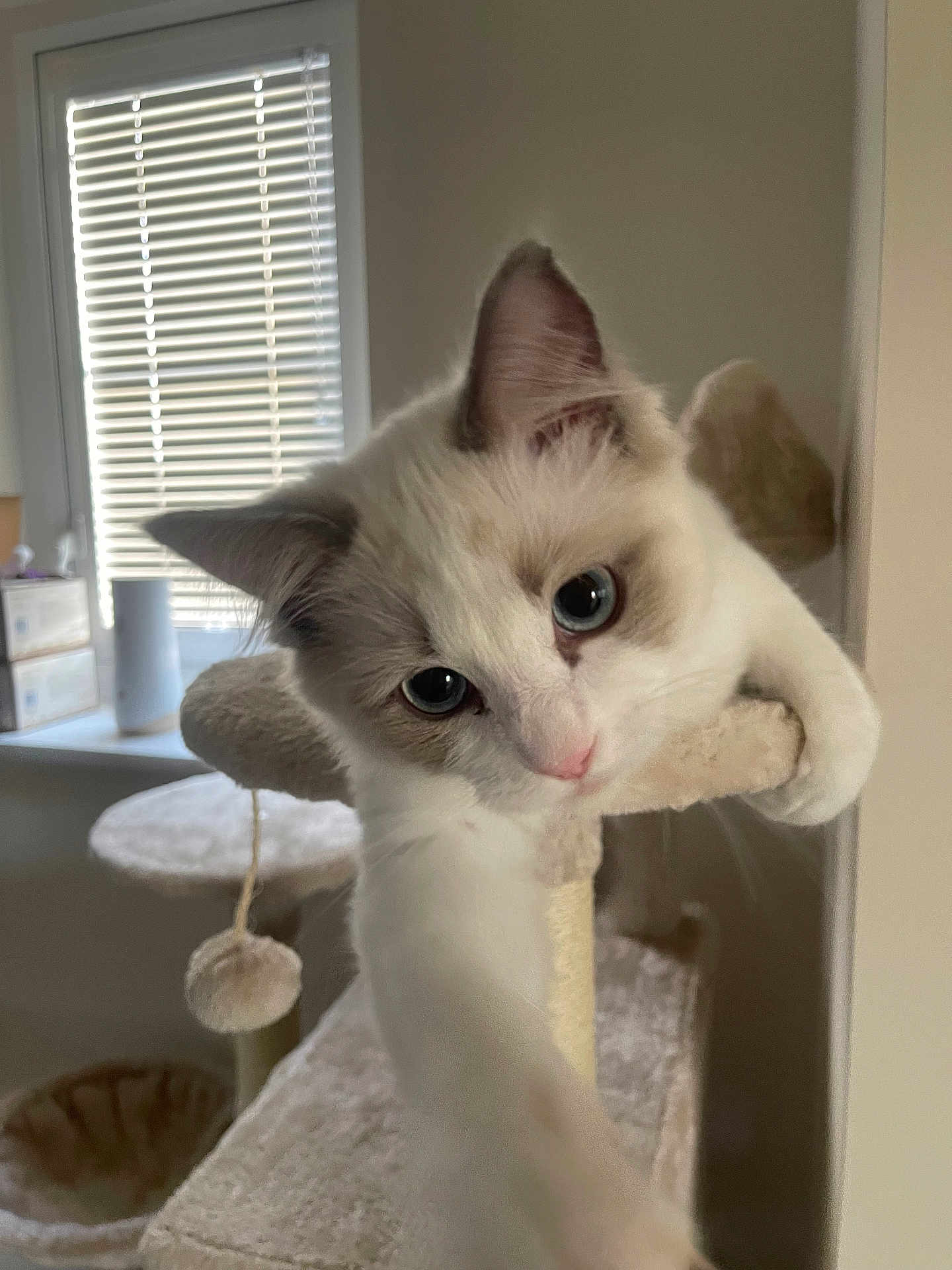 Teddy