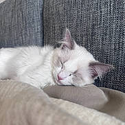 Teddy joined the competition — help win amazing prizes! cat, sleeping, white_cat, fluffy, couch, gray_cushion, blanket, cozy, pet, indoor, resting, closeup, fur, cute, animal, peaceful, relaxation, home, soft, nap