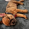 Rocky joined the competition — help win amazing prizes! dog, puppy, french_bulldog, sleeping, collar, tag, pet, animal, fur, cute, indoor, blanket, cozy, resting, paw, ears, snout, companion, relaxation, canine