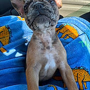 Rocky is registered to the contest to win money with this photo: puppy, dog, blanket, blue, dinosaur_print, car_interior, sunlight, ears, fur, cute, pet, animal, companion, nose, whiskers, portrait, front_view, sitting, young, cozy