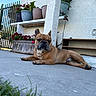 dog, french_bulldog, pet, outdoor, concrete, plants, potted_plants, flowers, garden, fence, gate, sunny, daylight, relaxed, laying_down, brown_dog, short_hair, ears_up, backyard, wall