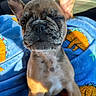 Rocky is registered to the contest to win money with this photo: french_bulldog, puppy, dog, blue_blanket, dinosaur_pattern, sunlight, close_up, pet, cute, young_dog, animal, indoor, cozy, playful, wrinkled_face, perky_ears, brown_fur, small_dog, sitting, adorable