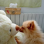 Alpha participe au concours pour gagner de l'argent avec cette photo : animal, close_up, cozy_room, curtain, cute, dog, fluffy, friendship, furniture, home, indoor, nose_touch, pet, pomeranian, radiator, relaxing, soft_light, stuffed_animal, teddy_bear, tissue_box