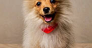 Alpha participe au concours pour gagner de l'argent avec cette photo : adorable, animal, canine, cute, dog, fluffy, fur, furry, happy, indoor, pet, pomeranian, portrait, puppy, red_bandana, sitting, small_dog, smiling, tongue_out, wooden_floor