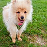 Alpha participe au concours pour gagner de l'argent avec cette photo : animal, canine, cute, dog, fluffy, grass, greenery, happy, harness, leash, mammal, nature, outdoor, park, pet, playful, pomeranian, puppy, small_dog, tree