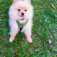 Alpha participe au concours pour gagner de l'argent avec cette photo : puppy, dog, green_harness, grass, outdoor, cute, fluffy, pet, animal, nature, leash, small_dog, young_dog, fur, canine, playful, garden, adorable, sitting, curious