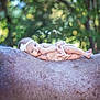 animal, animal_fur, baby, child, cute, flower, forest, greenery, headband, horse, infant, lying_down, nature, outdoor, peaceful, portrait, serene, skin, soft_light, summer