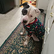 Canelo joined the competition — help win amazing prizes! dog, pet, indoor, sweater, festive, carpet, patterned_rug, white_dog, black_spot, floor, cabinet, kitchen, doorway, toy, home, animal, cute, sitting, expression, domestic