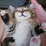 Marley is registered to the contest to win money with this photo: kitten, sleeping, fluffy, paw, hand, pet, cute, feline, whiskers, pink_paw_pads, tabby, relaxed, indoor, soft, adorable, fur, closeup, domestic_animal, mammal, resting