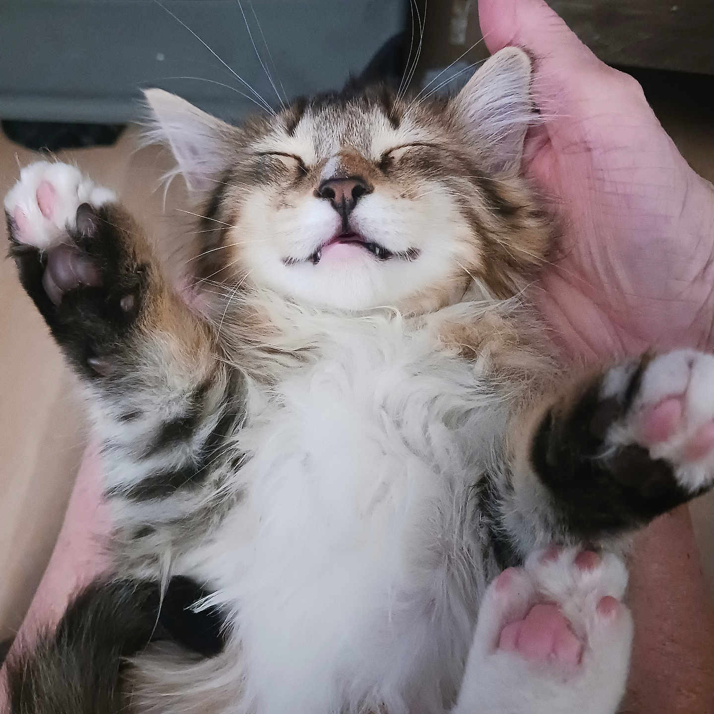 Marley is registered to the contest to win money with this photo: adorable, closeup, cute, domestic_animal, feline, fluffy, fur, hand, indoor, kitten, mammal, paw, pet, pink_paw_pads, relaxed, resting, sleeping, soft, tabby, whiskers