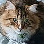 Marley joined the competition — help win amazing prizes! animal, bed, blanket, cat, close_up, collar, cute, domestic_cat, feline, fluffy, fur, green_eyes, indoor, pet, portrait, relaxed, resting, soft, tabby, whiskers