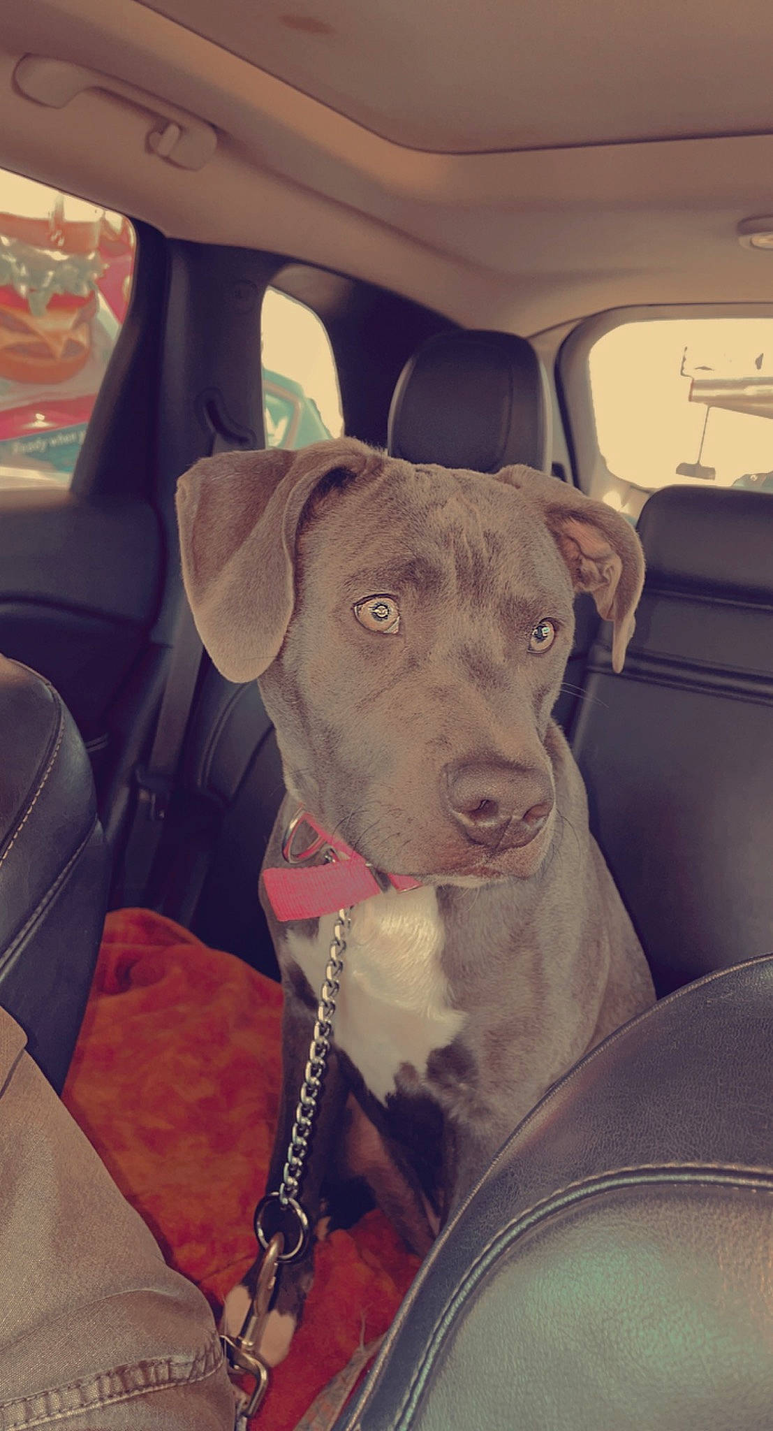 Blu is registered to the contest to win money with this photo: auto_part, automotive_exterior, car, car_seat, carnivore, collar, companion_dog, dog, dog_breed, fawn, fender, motor_vehicle, snout, sporting_group, tints_and_shades, vehicle, vehicle_door, window, windshield, working_animal