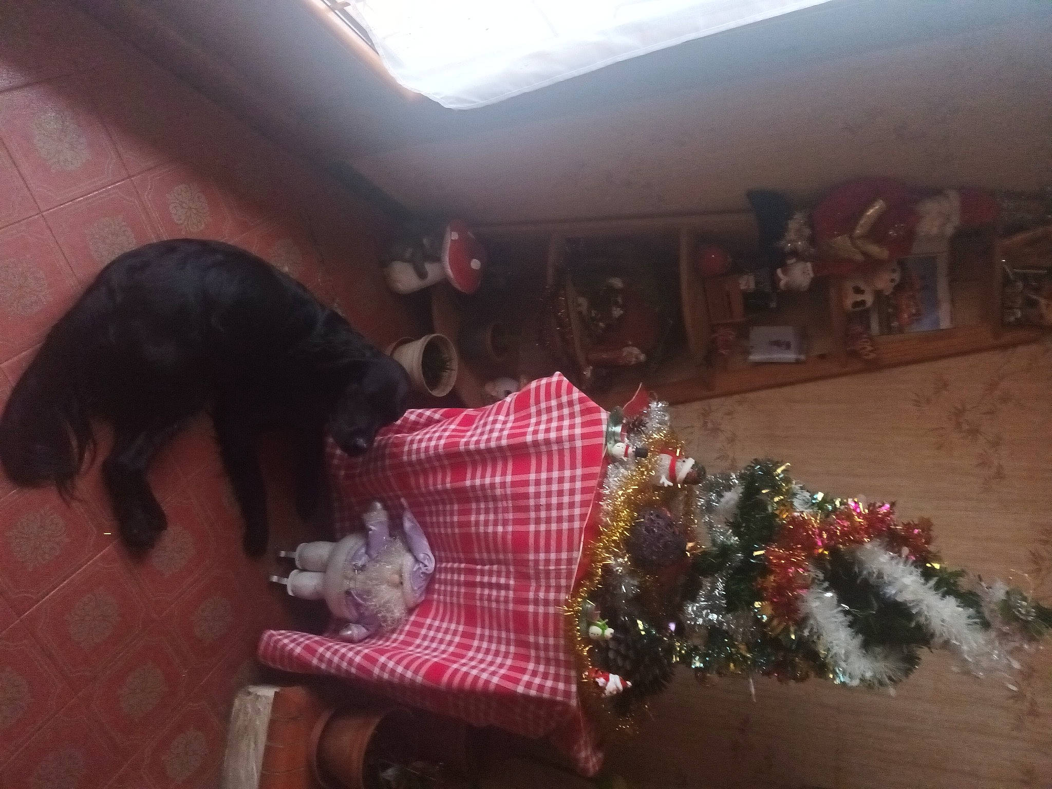 Romy participe au concours pour gagner de l'argent avec cette photo : christmas_decoration, christmas_ornament, christmas_tree, companion_dog, dog_breed, event, flooring, fun, fur, holiday, holiday_ornament, ornament, plaid, plant, room, tail, tints_and_shades, toy, tree, wood