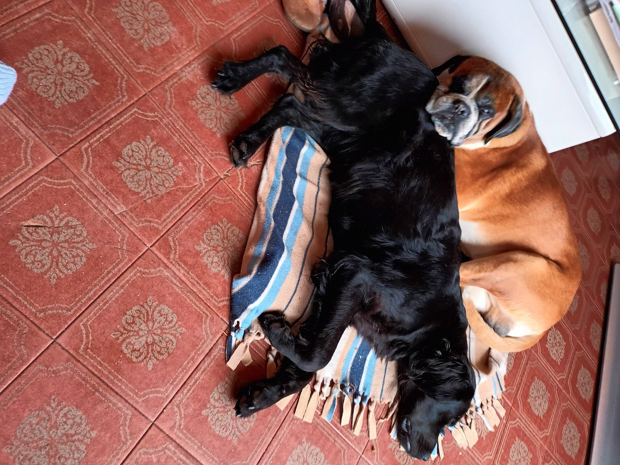 Romy a rejoint le concours — aidez-le/la à gagner de superbes lots ! canidae, carnivore, comfort, companion_dog, dog, dog_breed, fawn, felidae, flooring, foot, fur, human_leg, liver, pattern, paw, snout, sporting_group, tail, wood, working_animal