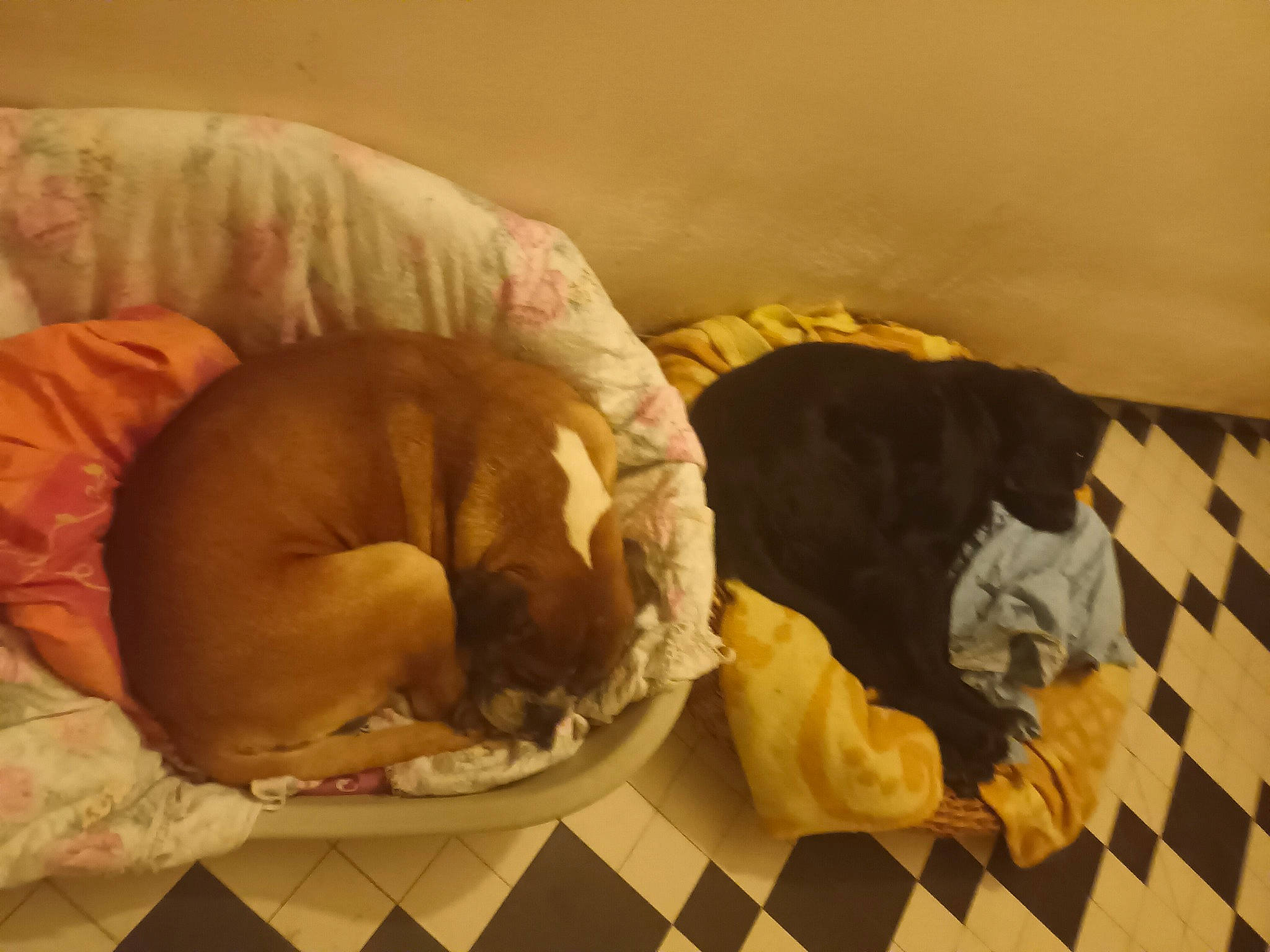 Karamel a rejoint le concours — aidez-le/la à gagner de superbes lots ! bedtime, canidae, carnivore, comfort, companion_dog, dog, dog_bed, dog_breed, dog_supply, fawn, felidae, flooring, hardwood, liver, pet_supply, snout, sporting_group, tail, vertebrate, wood