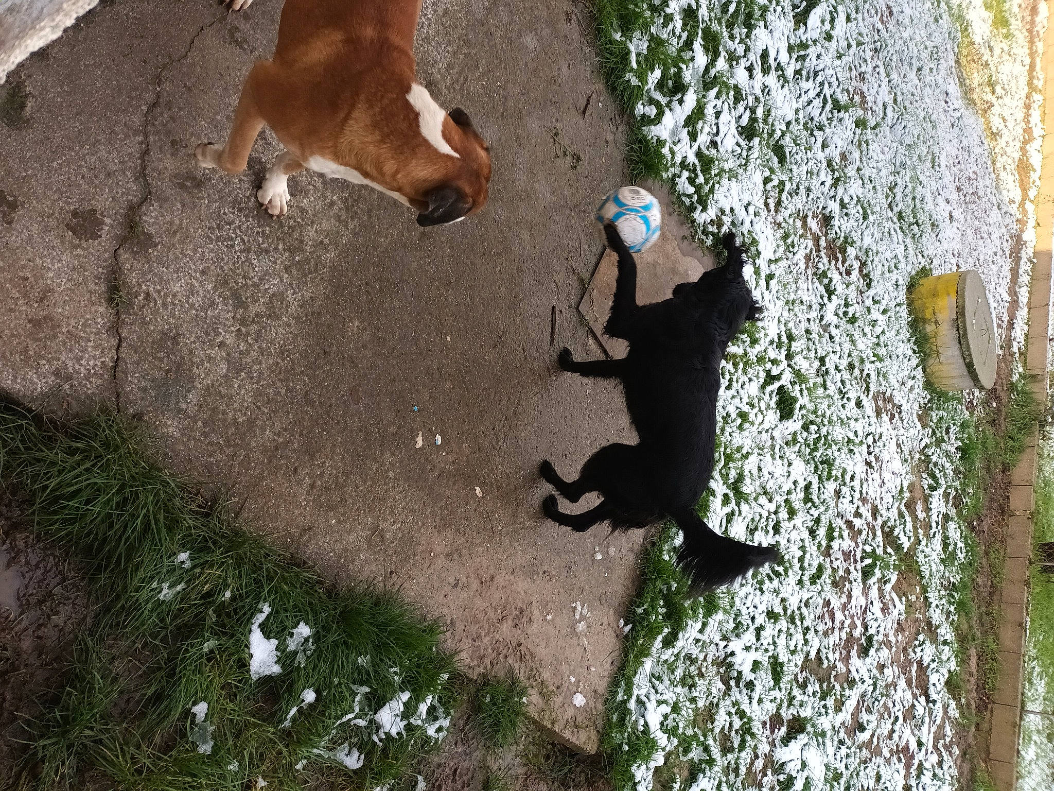 Karamel participe au concours pour gagner de l'argent avec cette photo : asphalt, canidae, dog_breed, fawn, fun, grass, landscape, livestock, organism, pack_animal, people_in_nature, plant, shadow, sidewalk, sporting_group, tail, tree, vertebrate, wood, working_animal