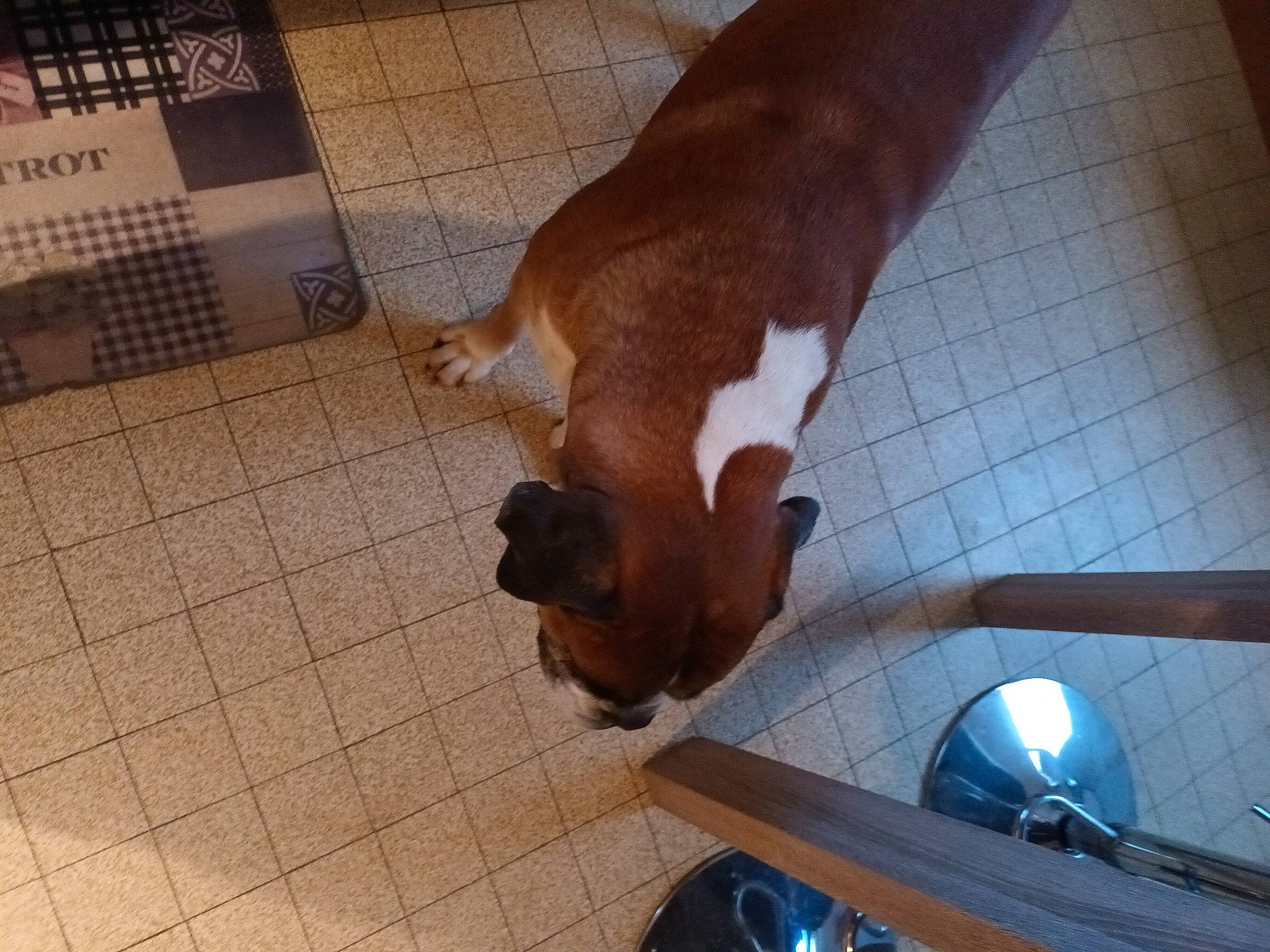 Karamel a rejoint le concours — aidez-le/la à gagner de superbes lots ! canidae, carnivore, comfort, companion_dog, dog, dog_breed, fawn, floor, flooring, hardwood, human_leg, pet_supply, plywood, snout, sporting_group, tail, tile, wood, wood_stain, working_animal