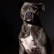Georgia Allsopp is registered to the contest to win money with this photo: dog, canine, pet, portrait, gray_coat, white_patch, sitting, calm, noble, animal, mammal, indoor, dark_background, closeup, furry, ears, nostrils, muscular, alert, companion