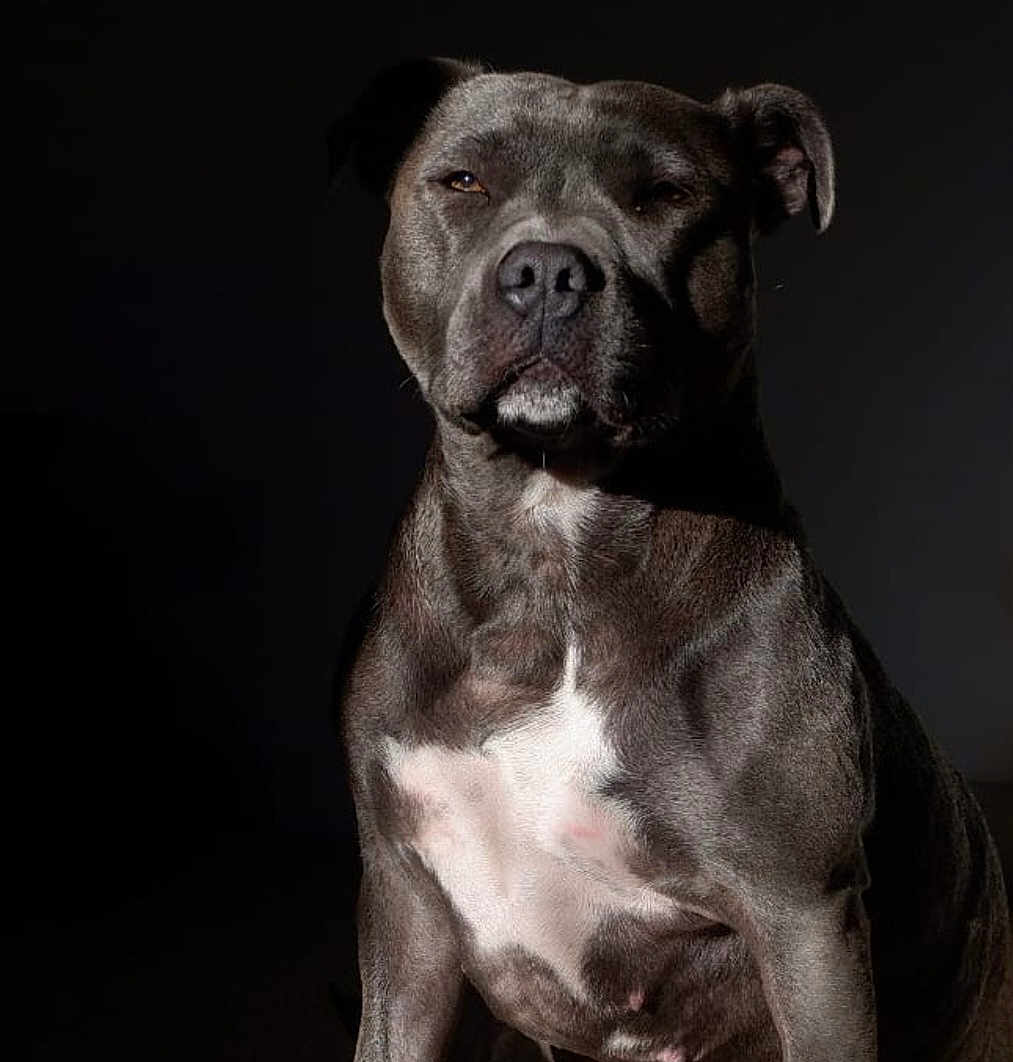 Georgia Allsopp is registered to the contest to win money with this photo: dog, canine, pet, portrait, gray_coat, white_patch, sitting, calm, noble, animal, mammal, indoor, dark_background, closeup, furry, ears, nostrils, muscular, alert, companion