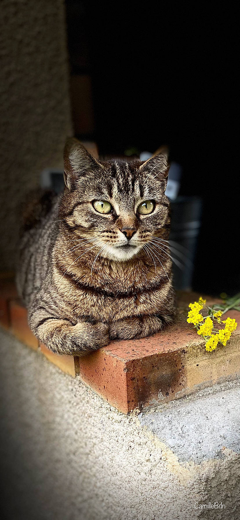 Lyly participe au concours pour gagner de l'argent avec cette photo : art, carnivore, cat, concrete, domestic_short_haired_cat, felidae, flower, fur, grey, organism, plant, road_surface, sitting, small_to_medium_sized_cats, snout, terrestrial_animal, tree, whiskers, wildlife, window