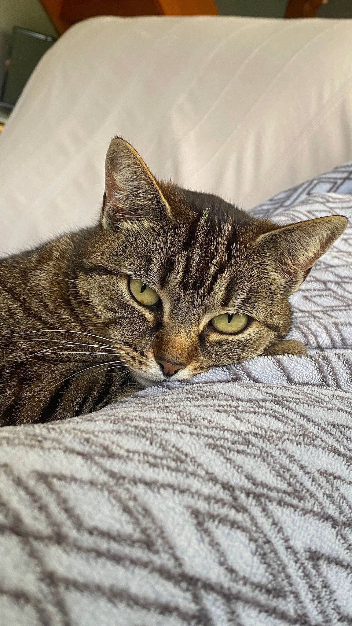 Lyly participe au concours pour gagner de l'argent avec cette photo : carnivore, cat, claw, comfort, domestic_short_haired_cat, eye, felidae, fur, grass, paw, sitting, small_to_medium_sized_cats, snout, terrestrial_animal, whiskers, wildlife