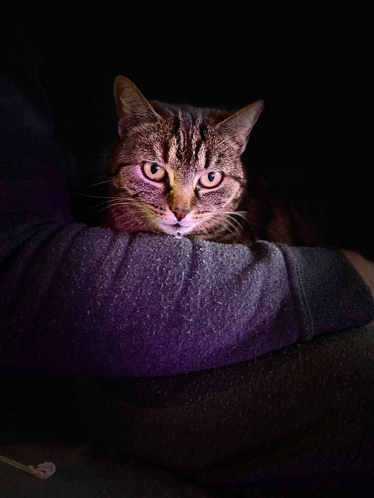 Lyly a rejoint le concours — aidez-le/la à gagner de superbes lots ! carnivore, cat, comfort, darkness, domestic_short_haired_cat, eye, felidae, fur, grey, human_body, paw, sitting, small_to_medium_sized_cats, snout, tail, terrestrial_animal, tree, whiskers, wildlife, window