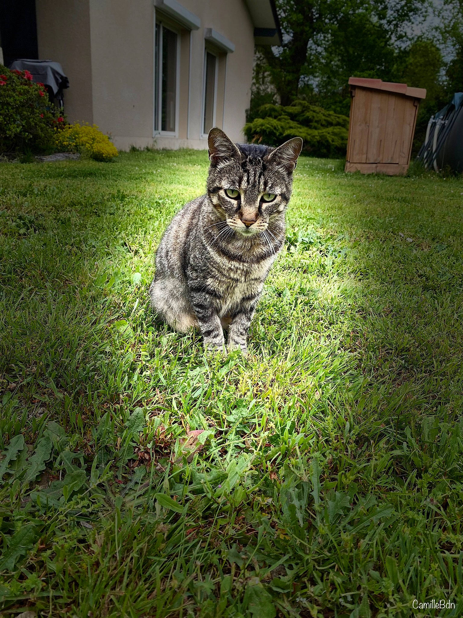 Momo a rejoint le concours — aidez-le/la à gagner de superbes lots ! building, carnivore, cat, domestic_short_haired_cat, felidae, fur, grass, grass_family, groundcover, lawn, plant, shrub, small_to_medium_sized_cats, snout, tail, terrestrial_animal, tree, whiskers, wildlife, window