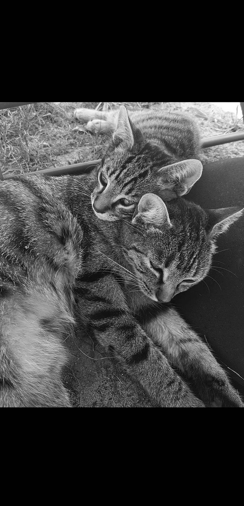 Momo participe au concours pour gagner de l'argent avec cette photo : black_and_white, carnivore, cat, darkness, domestic_short_haired_cat, eye, felidae, fur, grey, monochrome, monochrome_photography, organism, paw, small_to_medium_sized_cats, still_life_photography, style, tail, terrestrial_animal, tree, whiskers