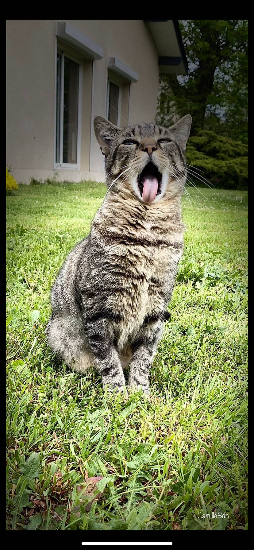 Momo participe au concours pour gagner de l'argent avec cette photo : carnivore, cat, claw, domestic_short_haired_cat, felidae, fur, grass, grassland, groundcover, paw, plant, sitting, small_to_medium_sized_cats, snout, tail, terrestrial_animal, tree, whiskers, wildlife, window