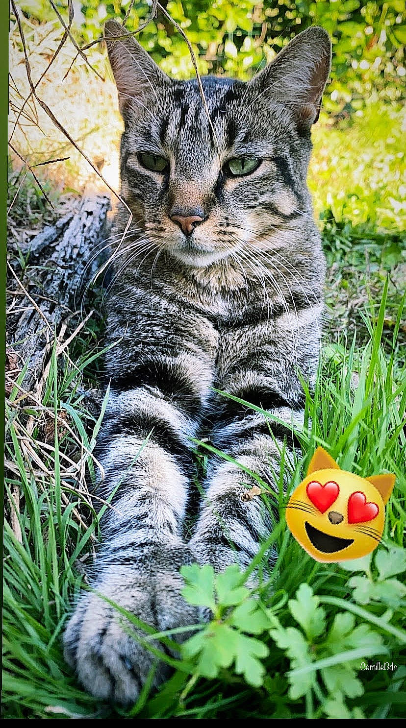 Momo a rejoint le concours — aidez-le/la à gagner de superbes lots ! botany, carnivore, cat, domestic_short_haired_cat, fawn, felidae, grass, grass_family, green, groundcover, leaf, nature, plant, pumpkin, small_to_medium_sized_cats, snout, tail, terrestrial_animal, vegetation, whiskers