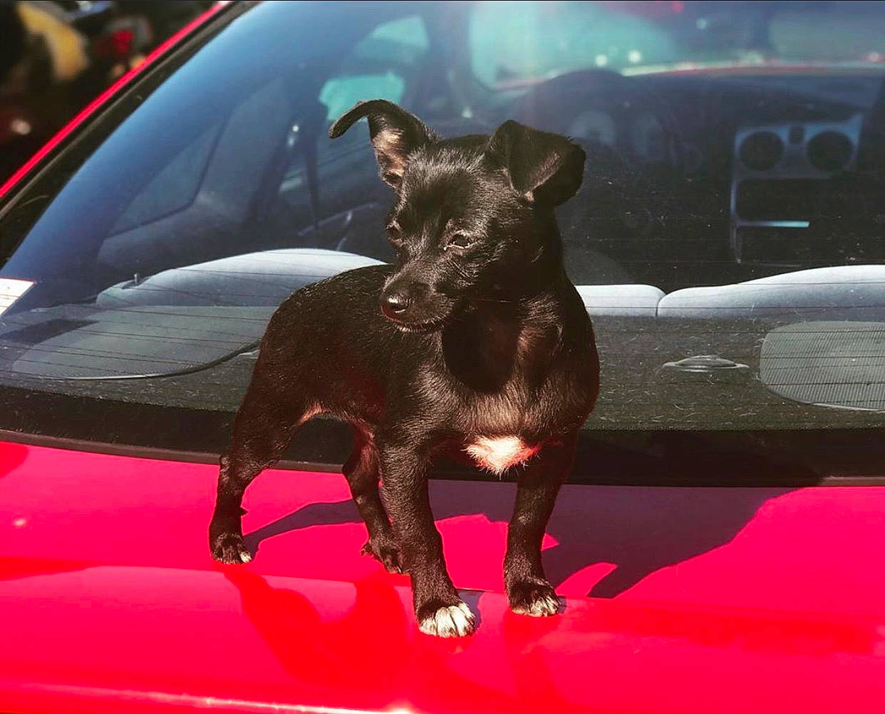 Sapa joined the competition — help win amazing prizes! automotive_window_part, canidae, car, carnivore, companion_dog, dog, dog_breed, mammal, sporting_group, toy_dog, vehicle, vehicle_door