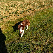Oslo participe au concours pour gagner de l'argent avec cette photo : canidae, carnivore, dog, dog_breed, drentse_patrijshond, english_springer_spaniel, grass, hunting_dog, pasture, sporting_group, welsh_springer_spaniel