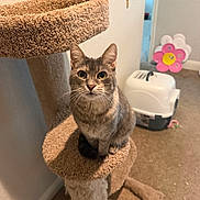 Luna joined the competition — help win amazing prizes! animal, carpet, cat, cat_tree, cozy, curious, decoration, ears, eyes, feline, floor, home, indoor, litter_box, pet, sitting, tabby_cat, toy, wall, whiskers