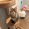 animal, carpet, cat, cat_tree, cozy, curious, decoration, ears, eyes, feline, floor, home, indoor, litter_box, pet, sitting, tabby_cat, toy, wall, whiskers