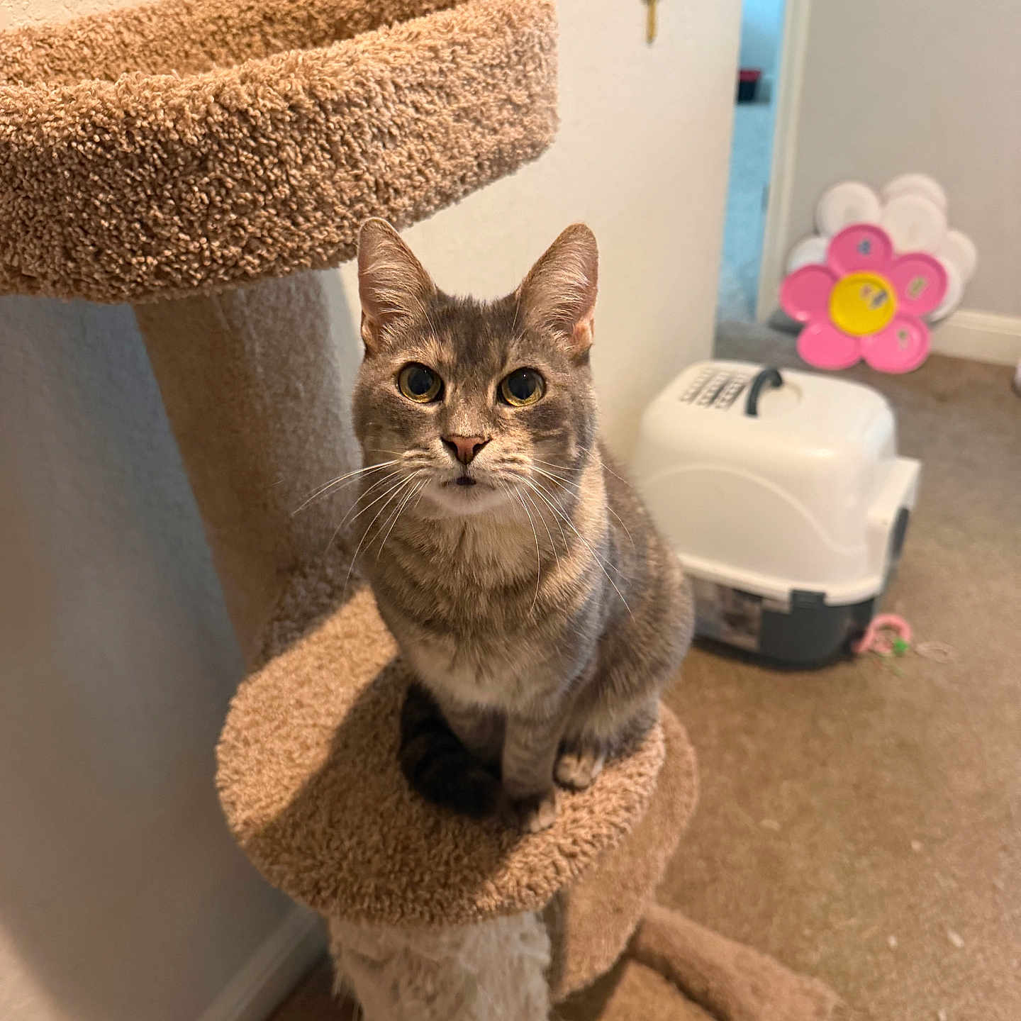 Luna