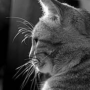 Filou participe au concours pour gagner de l'argent avec cette photo : cat, close_up, black_and_white, whiskers, fur, profile, animal, pet, portrait, soft_light, texture, domestic_cat, mammal, side_view, indoor, feline, quiet, calm, detailed, natural_light