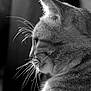 cat, close_up, black_and_white, whiskers, fur, profile, animal, pet, portrait, soft_light, texture, domestic_cat, mammal, side_view, indoor, feline, quiet, calm, detailed, natural_light