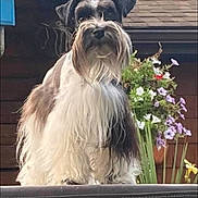 Lacey is registered to the contest to win money with this photo: animal, backyard, beard, canine, colorful, daylight, dog, flowers, fluffy, furry, garden, nature, outdoor, pet, pet_portrait, plant, portrait, roof, standing, wooden_house