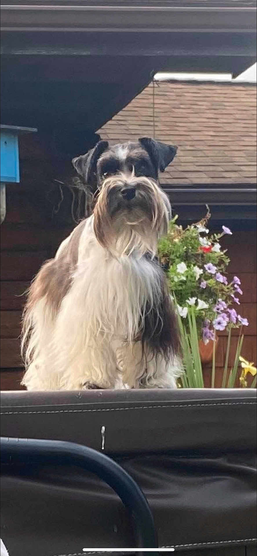 Lacey is registered to the contest to win money with this photo: animal, backyard, beard, canine, colorful, daylight, dog, flowers, fluffy, furry, garden, nature, outdoor, pet, pet_portrait, plant, portrait, roof, standing, wooden_house