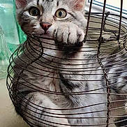 Titou Plume a rejoint le concours — aidez-le/la à gagner de superbes lots ! kitten, cat, gray_tabby, pet, animal, basket, wire_basket, indoor, window, curious, paw, feline, cute, playful, young, fur, whiskers, ears, close_up, soft_light