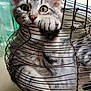 kitten, cat, gray_tabby, pet, animal, basket, wire_basket, indoor, window, curious, paw, feline, cute, playful, young, fur, whiskers, ears, close_up, soft_light