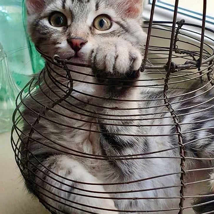 Titou Plume a rejoint le concours — aidez-le/la à gagner de superbes lots ! animal, basket, cat, close_up, curious, cute, ears, feline, fur, gray_tabby, indoor, kitten, paw, pet, playful, soft_light, whiskers, window, wire_basket, young