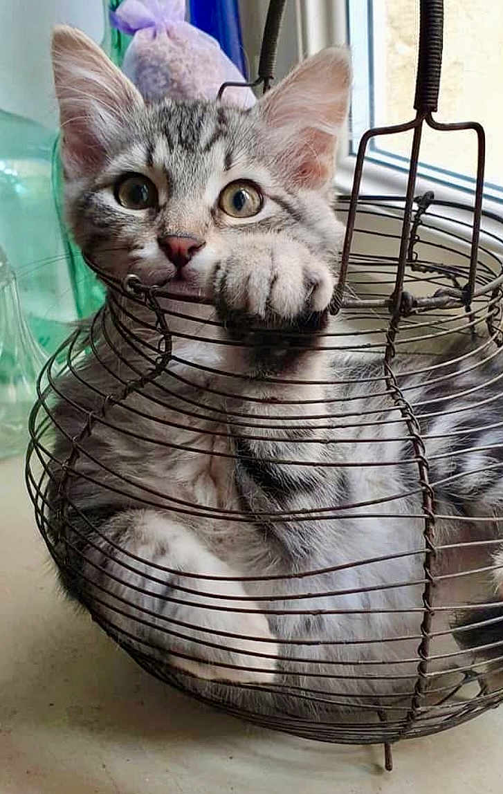 Titou Plume a rejoint le concours — aidez-le/la à gagner de superbes lots ! kitten, cat, gray_tabby, pet, animal, basket, wire_basket, indoor, window, curious, paw, feline, cute, playful, young, fur, whiskers, ears, close_up, soft_light