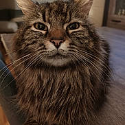 Mistigri participe au concours pour gagner de l'argent avec cette photo : cat, tabby, fluffy, whiskers, closeup, indoor, pet, feline, fur, face, curious, animal, mammal, domestic, portrait, eye, nose, chair, wood_floor, home