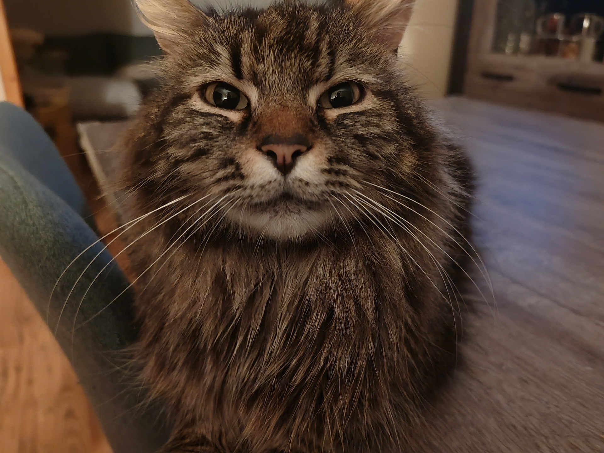 Mistigri participe au concours pour gagner de l'argent avec cette photo : cat, tabby, fluffy, whiskers, closeup, indoor, pet, feline, fur, face, curious, animal, mammal, domestic, portrait, eye, nose, chair, wood_floor, home