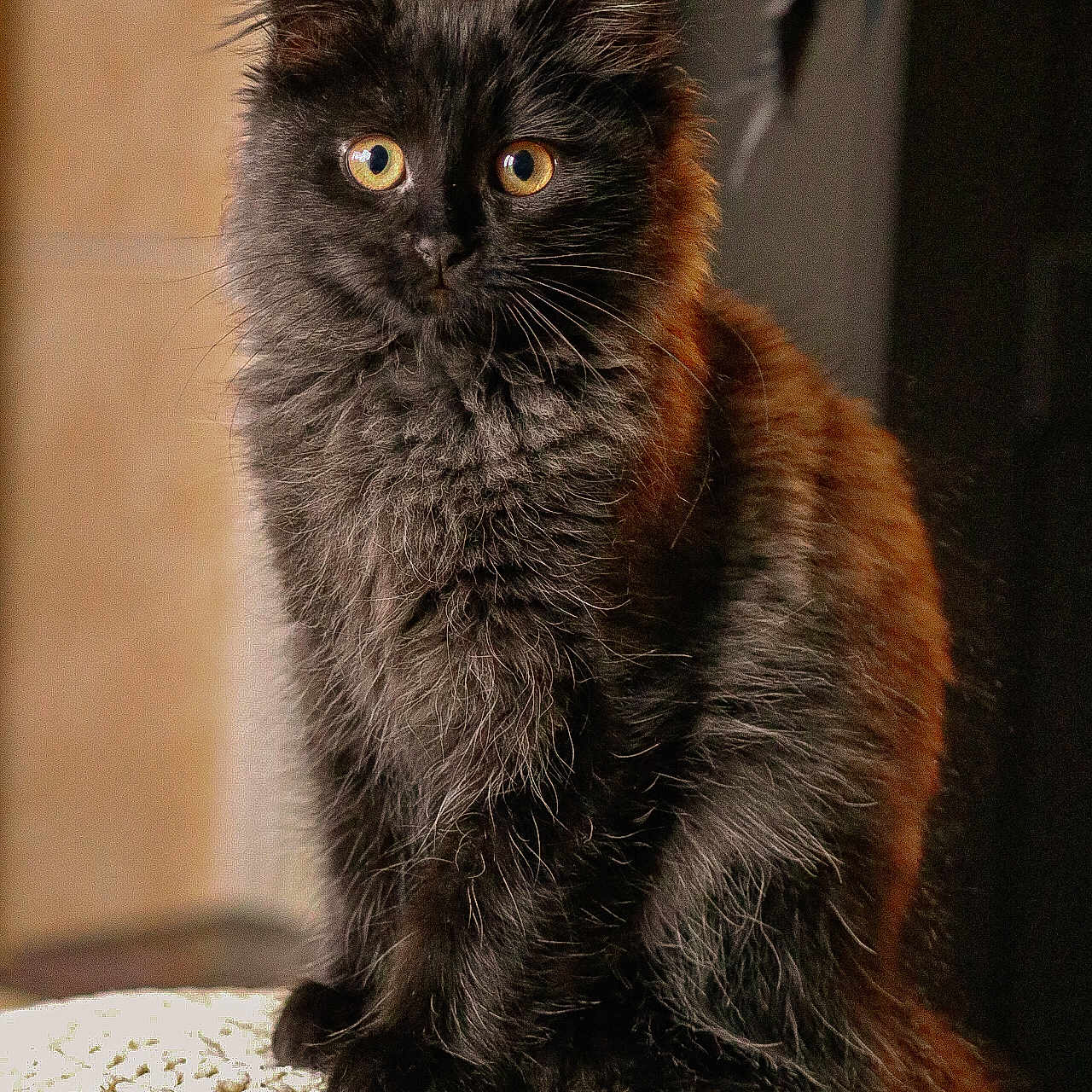 Muffin joined the competition — help win amazing prizes! abyssinian, angora, animal, blackcat, cat, kitten, manx, pet